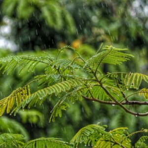 rainwater tree