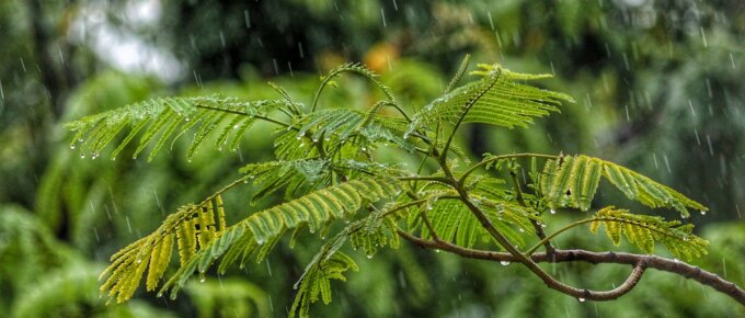 rainwater tree