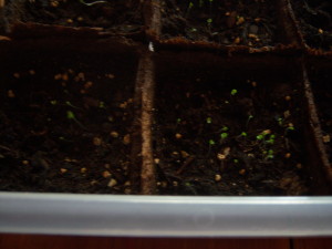 Thyme Sprouts