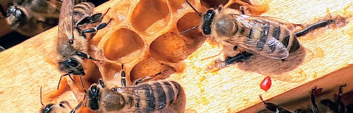 bees buzzing