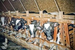 calves-in-crates-farm-sanctuary.jpg