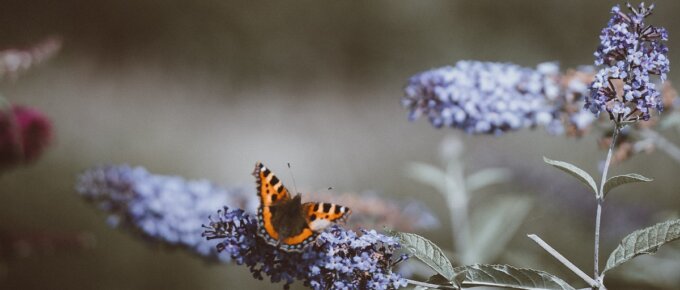 butterfly in rain garden