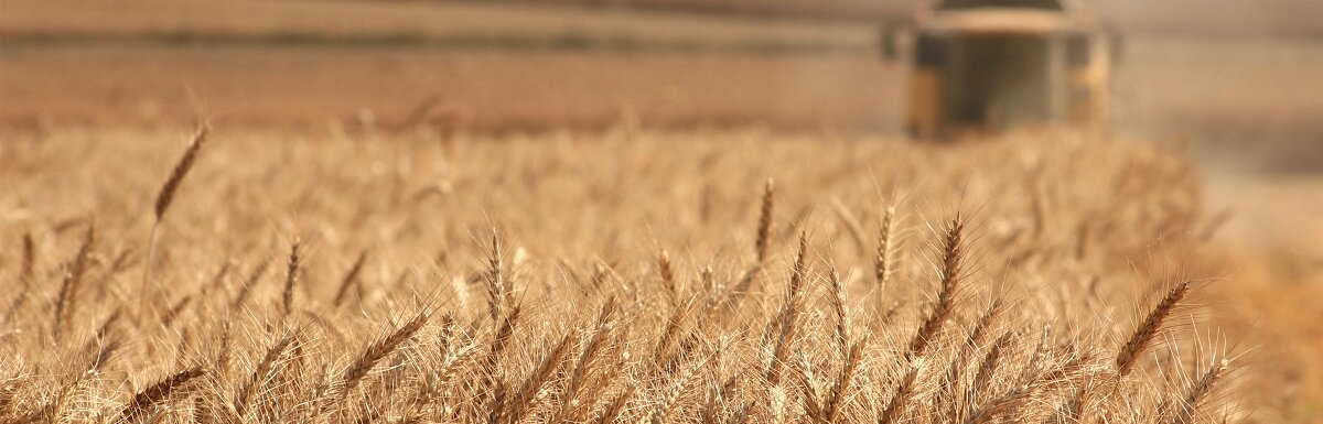 wheat field plow