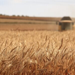 wheat field plow