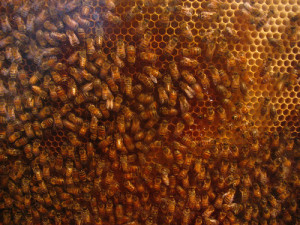 Honey Bees In The Hive