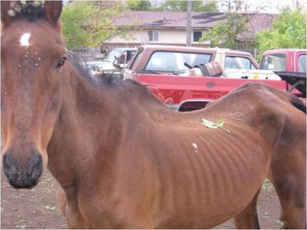 Neglected Horse