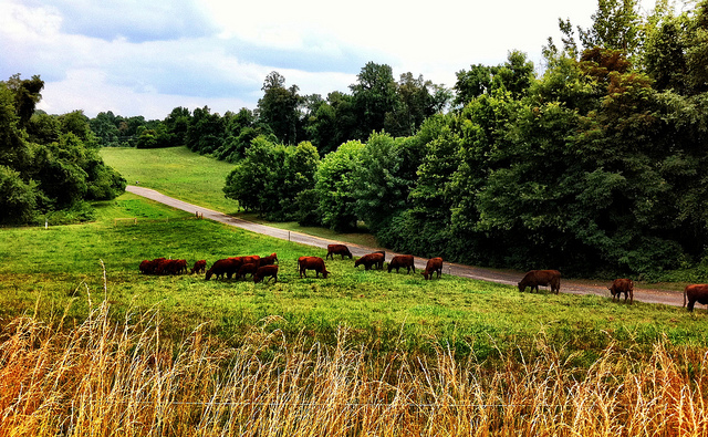 Grass-Fed Cows