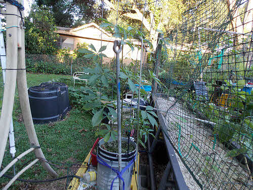 5 gallon bucket garden