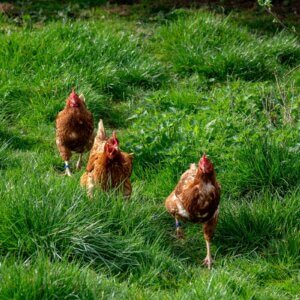free ranging chickens