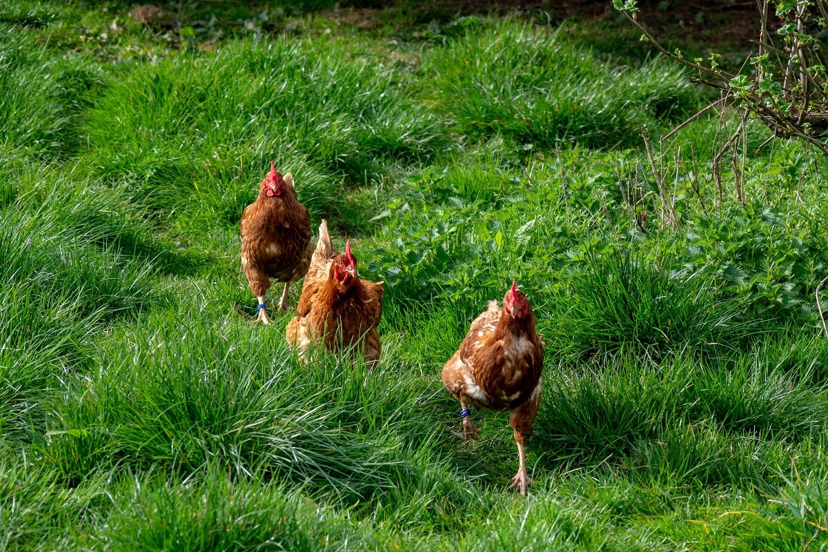 free ranging chickens