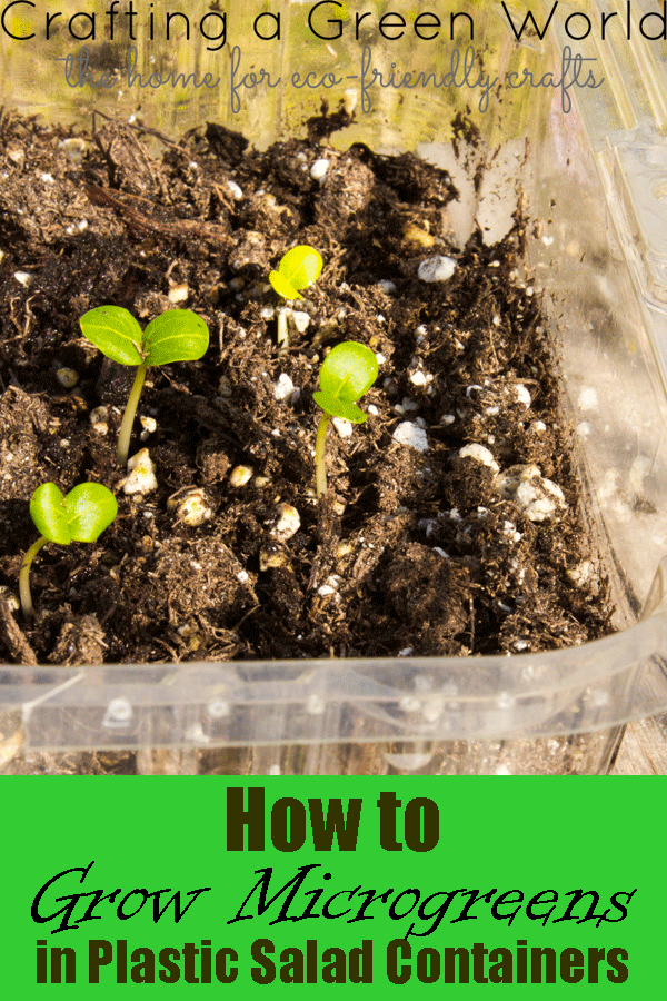 How-to-Grow-Microgreens-in-Plastic-Salad-Containers-2