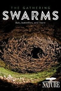 gathering-swarms-documentary
