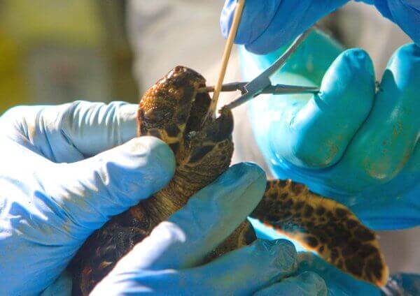 BP oil spill turtles
