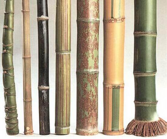 different species of bamboo
