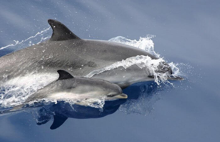 dolphin calf