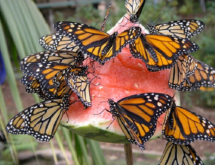 what do monarch butterflies eat