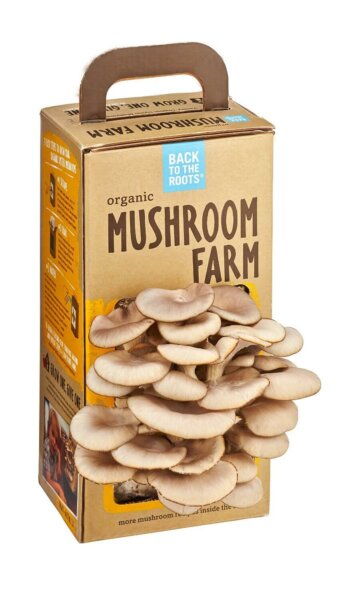 mushroom indoor grow kit