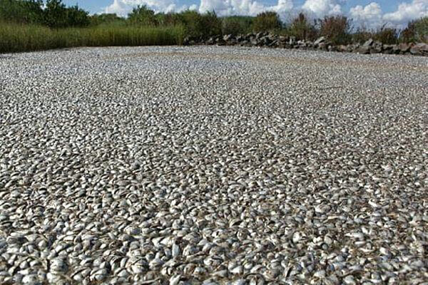 dead fish in Plaquemines Parish bp oil spill