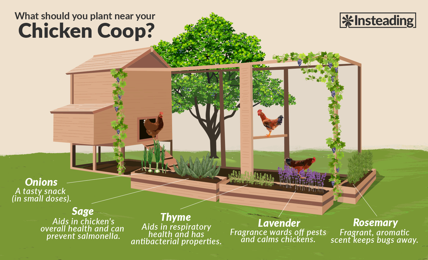 12 Chicken Friendly Plants To Grow Next To Coops • Insteading