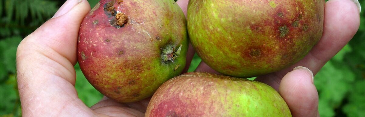 apples spoiled by codling moths