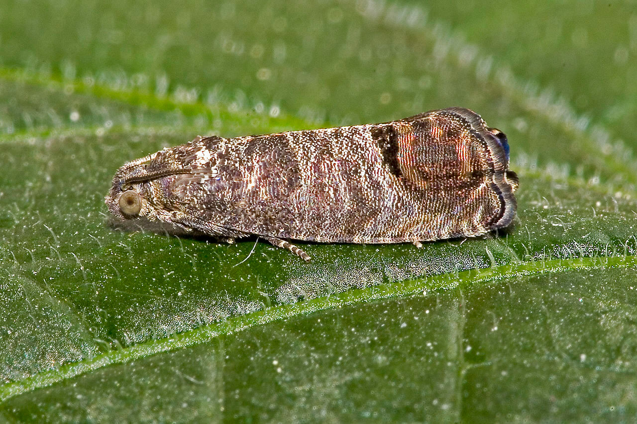 A live codling moth