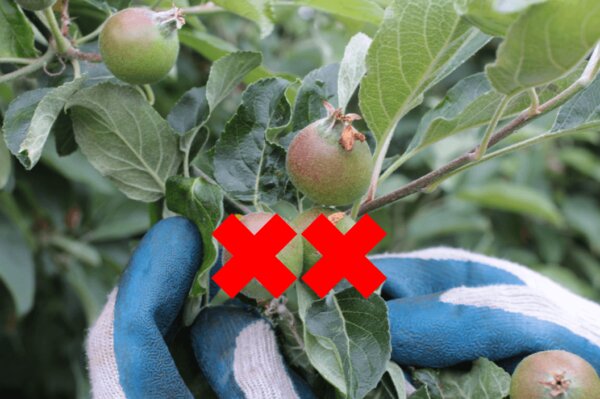 Codling Moth Control & Prevention - Nifty Homestead
