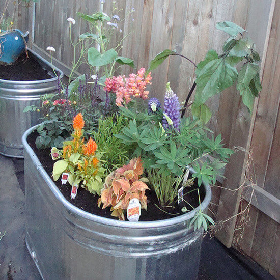 Flowers in a galvanized water trough planter