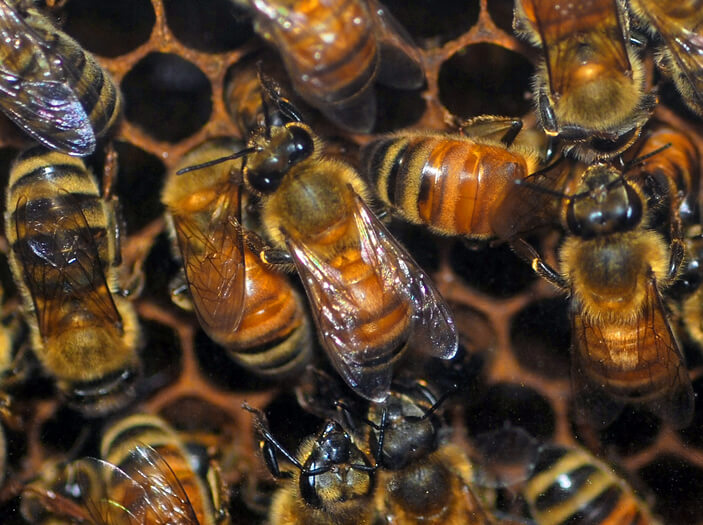 bees at their hive