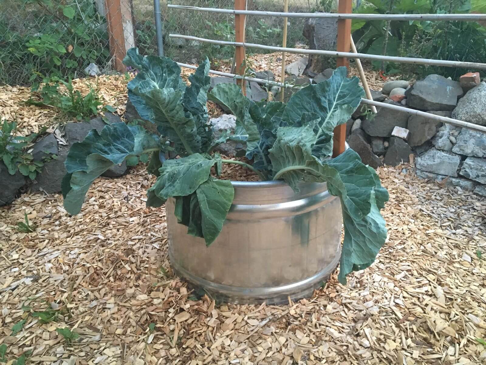 Circular planter in my yard planted with 2 cauliflower plants & there's a goji berry hiding in the back.