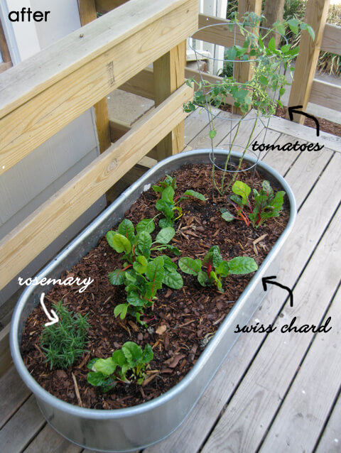 swiss chard, tomatoes, and rosemary growing in a metal trough