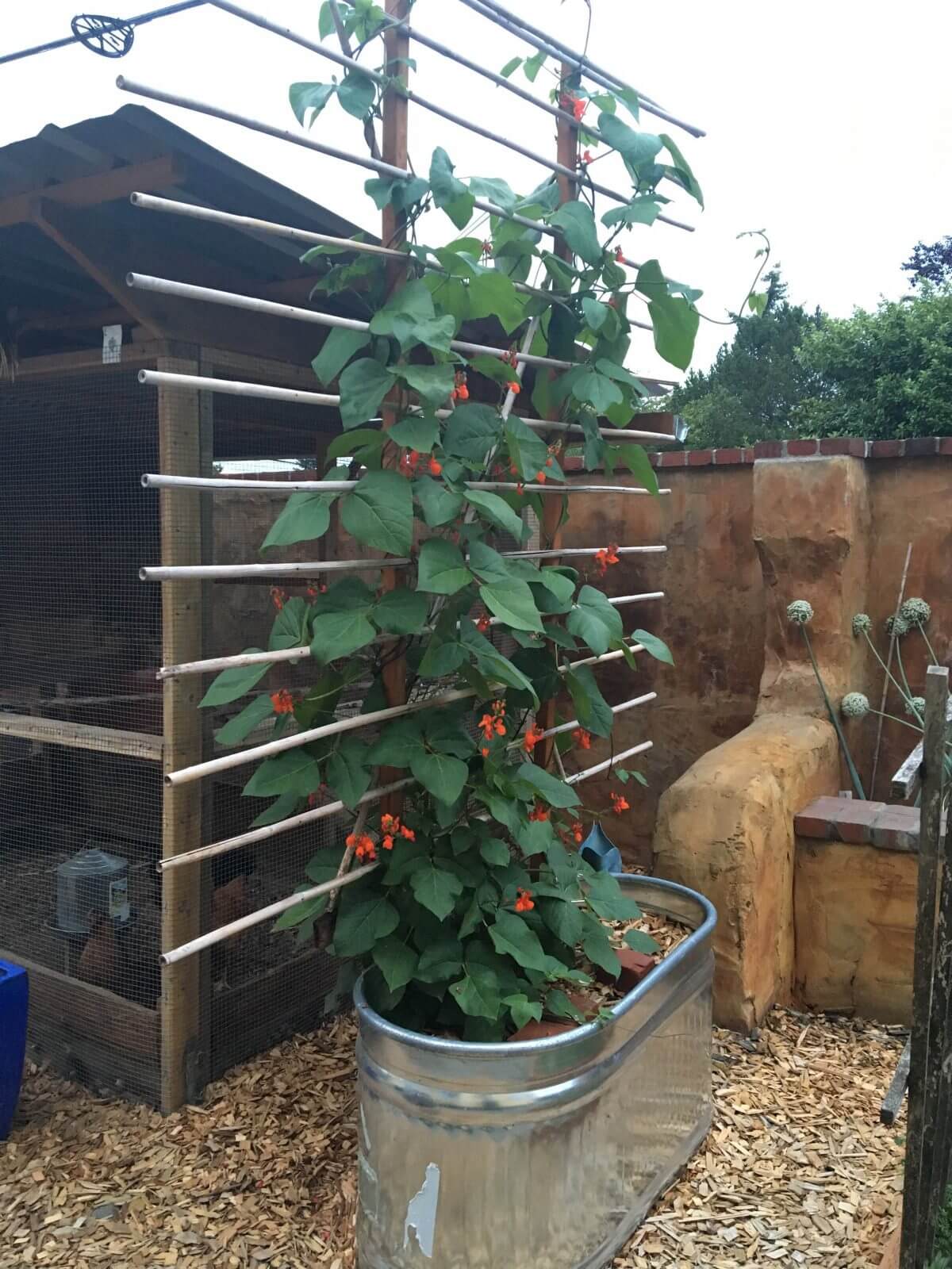 One of our oval galvanized troughs planted with scarlet runner beans.