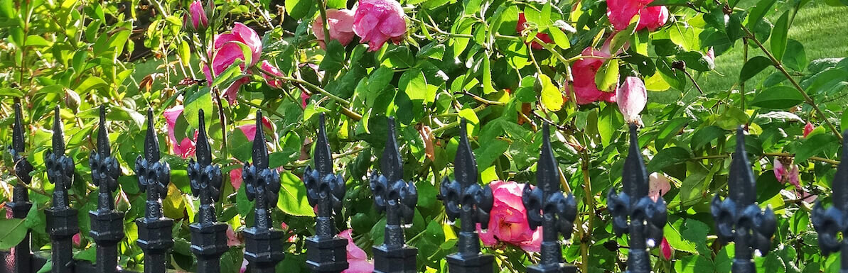 wrought iron fence and flowers