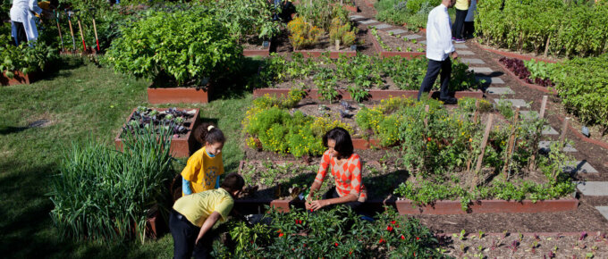 michelle obama harvests vegetables at the white house garden