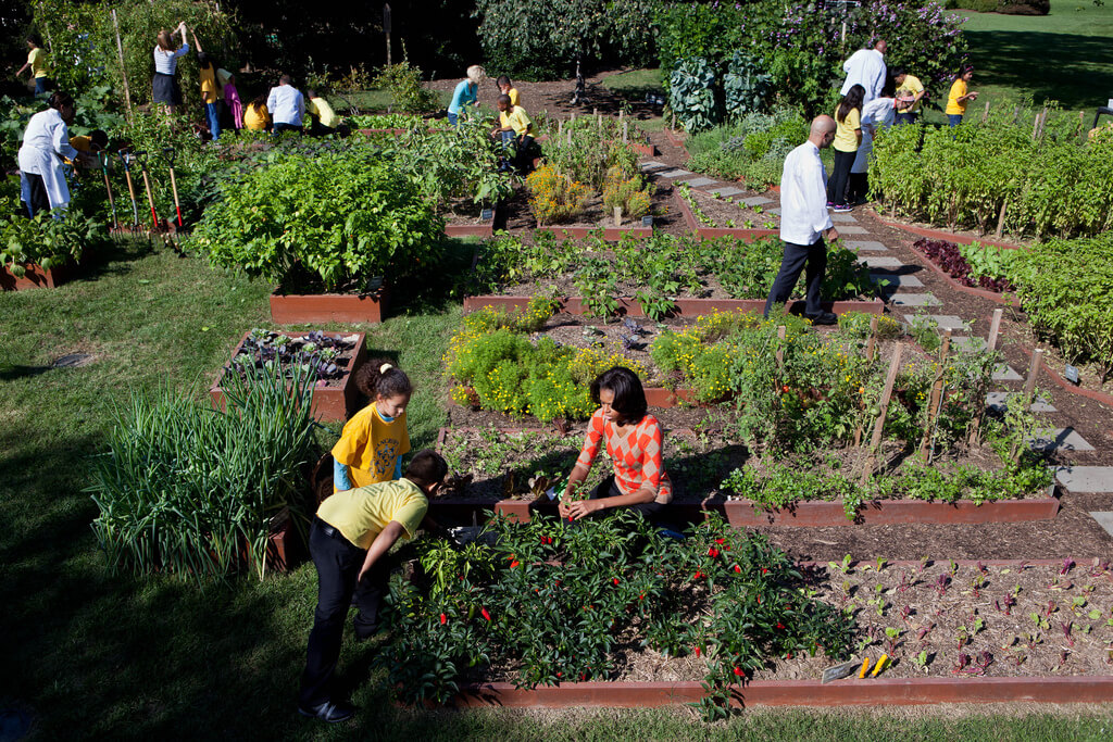 michelle obama harvests vegetables at the white house garden