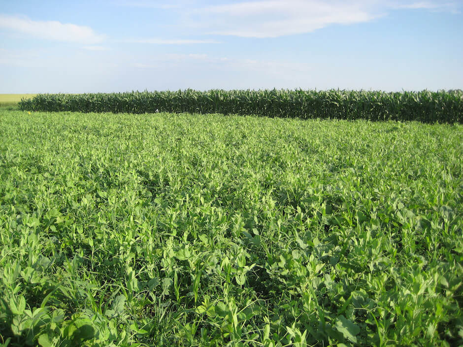 A cover crop mixture that includes oat, proso millet, canola, sunflower, dry pea, soybean and pasja turnip