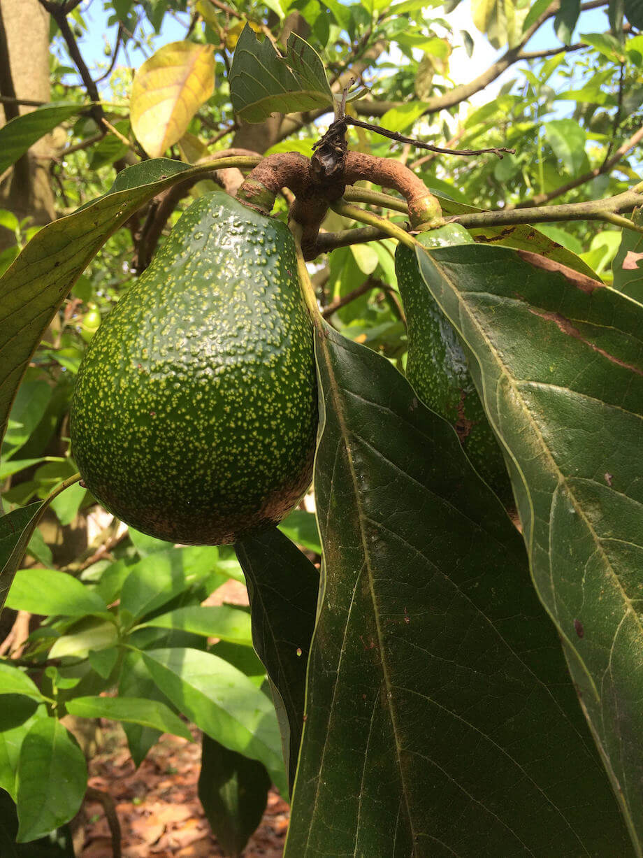 avocado on a tree