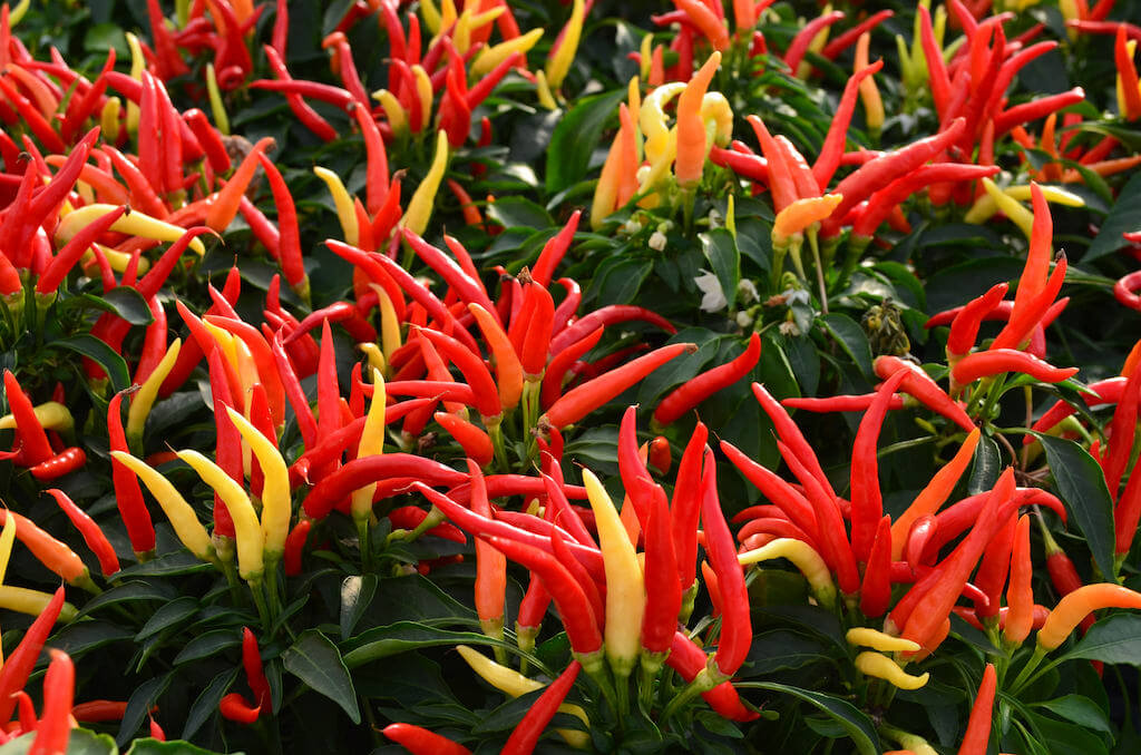 lots of gorgeous chili peppers