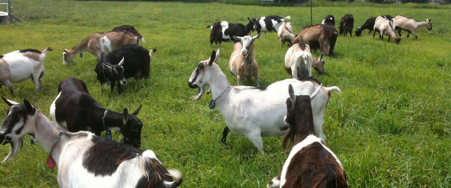 goats in a pasture
