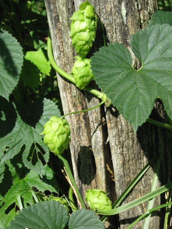growing hops in north carolina - winding up a trellis