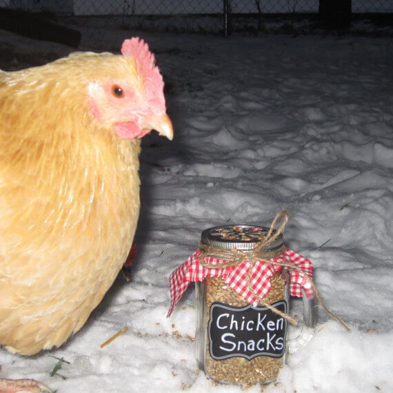 chicken in snow with chicken snacks