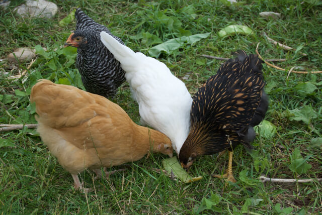 a Buff Orpington, a Plymouth or Barred Rock, White leghorn, and Gold-laced Wyandotte