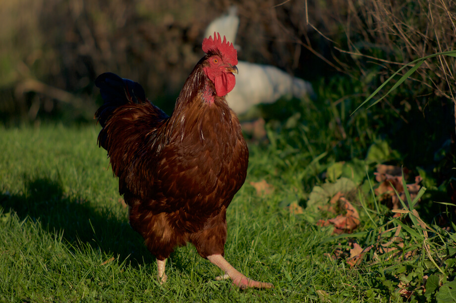 rhode island red rooster
