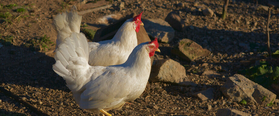white leghorn hens