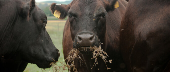cows at an organic farm eat