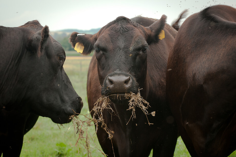 cows at an organic farm eat