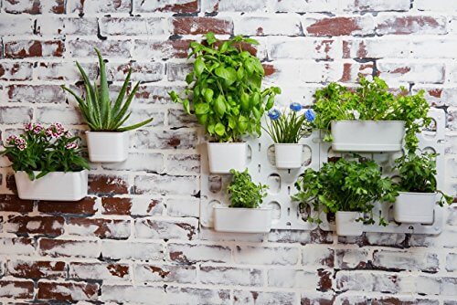 Vertibloom Living Wall Garden Starter Kit Modular Indoor Vertical Planter System 0 - 6 Facts About Plants Everyone Thinks Are True