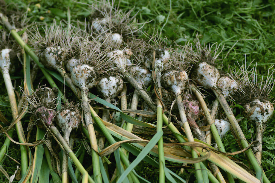 Garlic harvested from the garden
