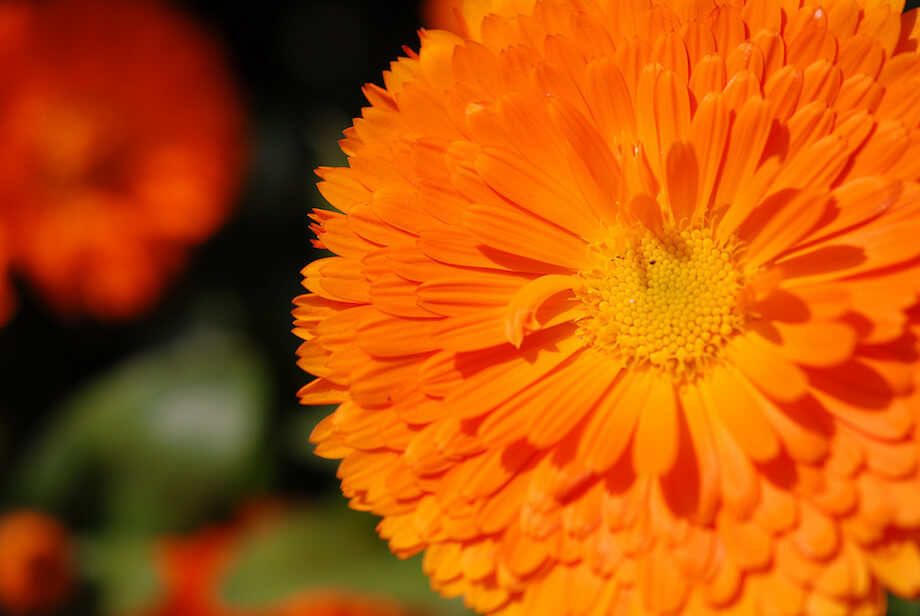 pot marigold flowering
