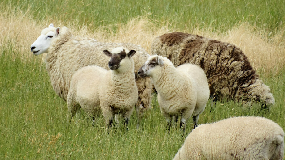 sheep grazing in new zealand