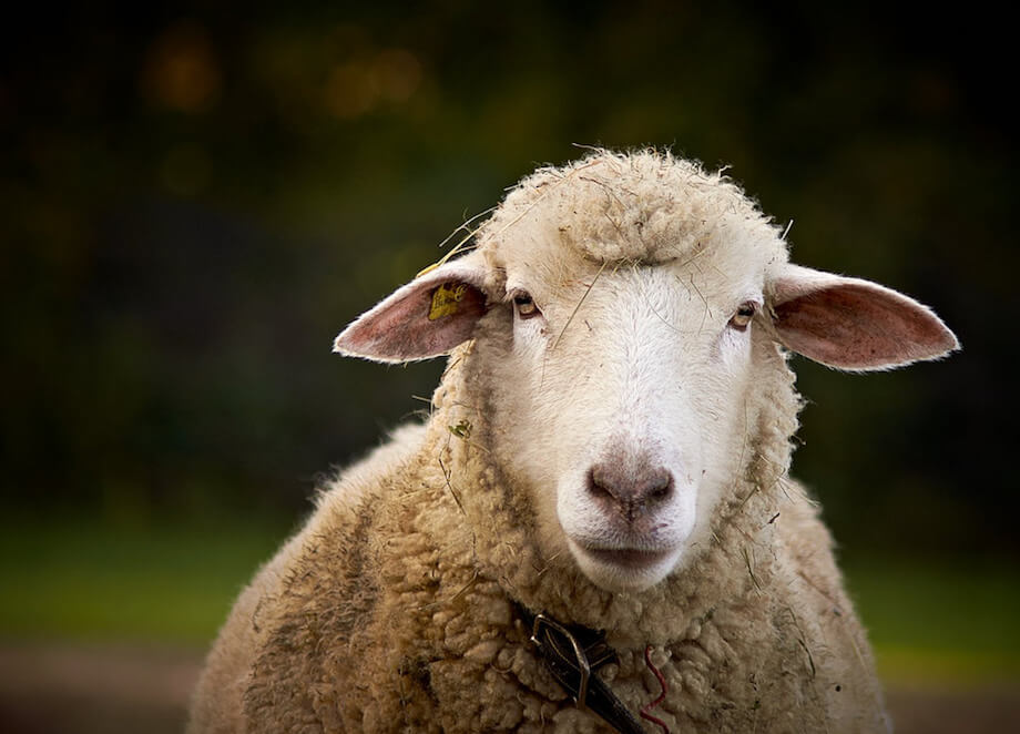 a sheep peers into your soul